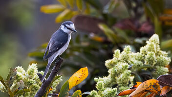 An Ashy Minivet foraging in the upper canopy - Free image #489025