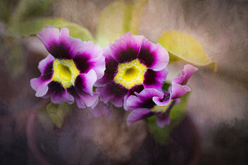 Primula Auricula - бесплатный image #489045