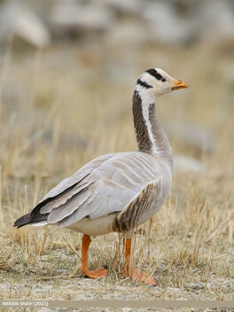 Bar-headed Goose (Anser indicus) - image gratuit #489175 