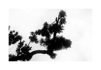 Tree branch silhouette - image #489225 gratis