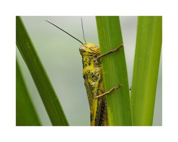 Patience, Grasshopper - image gratuit #489285 