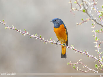 Blue-fronted Redstart (Phoenicurus frontalis) - Free image #489355