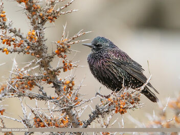Common Starling (Sturnus vulgaris) - image gratuit #489705 