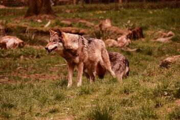 Wolf | 01 May 2022 | Eekholt Wildlife Park - Segeberg District - Schleswig-Holstein - Germany - image #490045 gratis