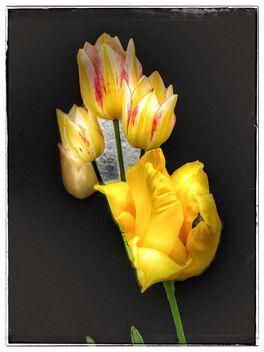 Tulips - image #490105 gratis