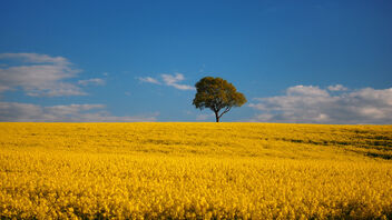 The Rapefield and the Tree - image #490195 gratis