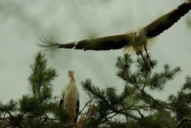 When a stork flies towards you... | 01 May 2022 | Eekholt Wildlife Park - Segeberg District - Schleswig-Holstein - Germany - Kostenloses image #490215
