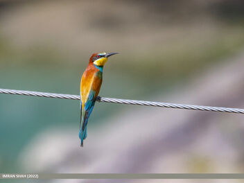 European Bee-eater (Merops apiaster) - бесплатный image #490415