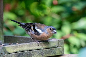 Chaffinch on the feeder - Free image #490505