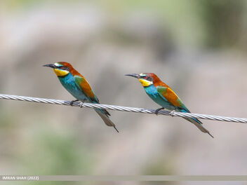 European Bee-eater (Merops apiaster) - бесплатный image #490575