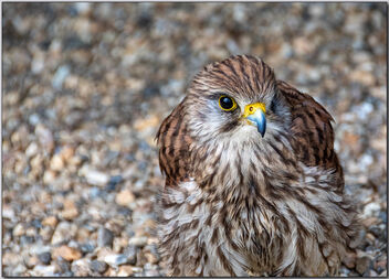 A kestrel on the ground - Free image #490725