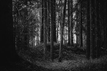 [Pine Barrens 2] - бесплатный image #490745