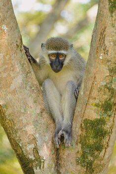 Vervet Monkey, Uganda - бесплатный image #491295
