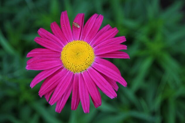 Red daisy - Free image #491415