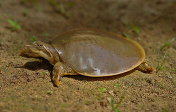 Midland Smooth Softshell Turtle (Apalone mutica mutica) - Free image #491435