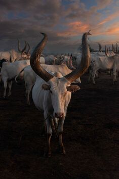 Ankole-watusi Cattle, Sth Sudan - image gratuit #491505 