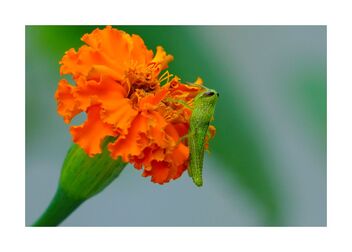 Grasshopper - image #491645 gratis