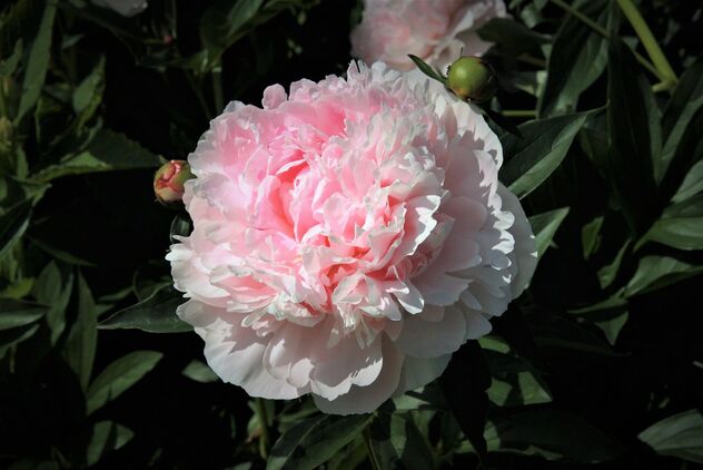 Garden Pink Beauty - image #491655 gratis