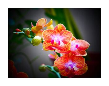 Orange orchid - image #492075 gratis