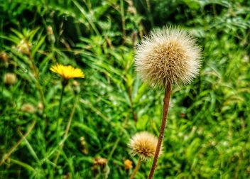 Dandelion Clock - image #492235 gratis