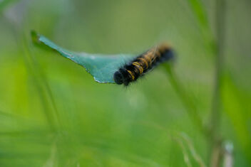 [Caterpillar] - бесплатный image #492325