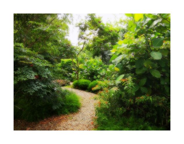 A walk in the garden - бесплатный image #492385