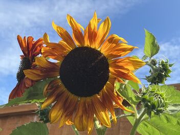 Sunflowers - Free image #492455