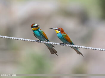 European Bee-eater (Merops apiaster) - image #492735 gratis
