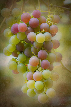 Grapes #244 - image #492785 gratis