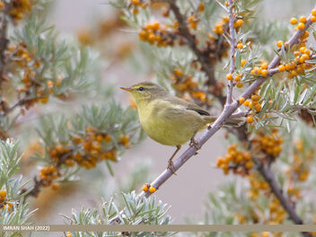 Tickell's Leaf Warbler (Phylloscopus affinis) - Free image #492865