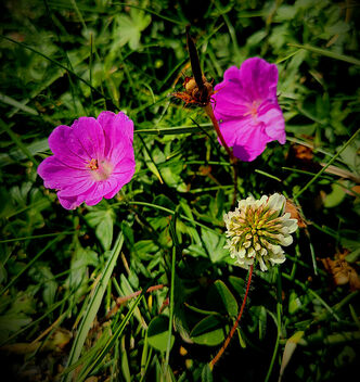 Wild Flora - бесплатный image #492935