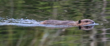 Beaver Puppy - image gratuit #492965 