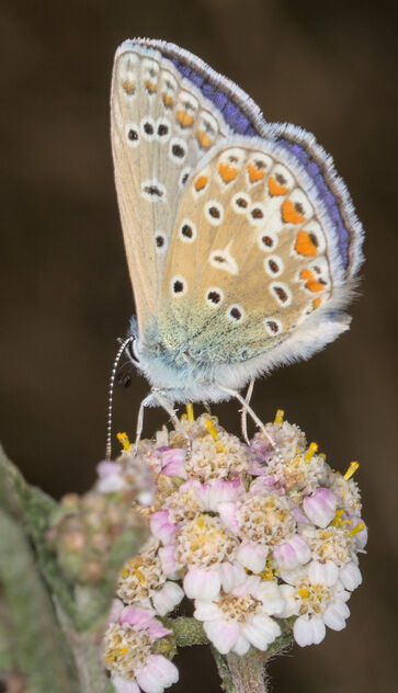Common blue butterfly on common yarrow - image #493065 gratis