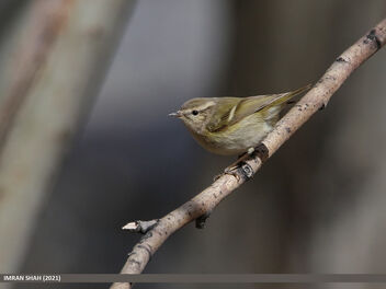 Hume's Warbler (Phylloscopus humei) - Kostenloses image #493215