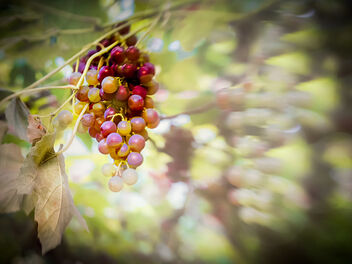 On the Grapevine... - Free image #493255