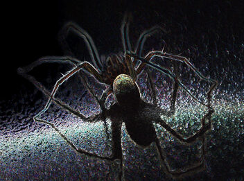 giant house spider - i have made him edgy - image #493395 gratis