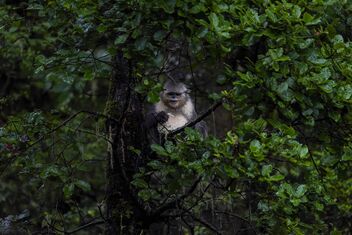 Black Snub-nosed Monkey, Yunnan - бесплатный image #493515