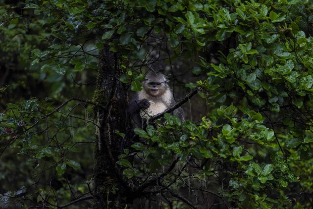 Black Snub-nosed Monkey, Yunnan - Kostenloses image #493515