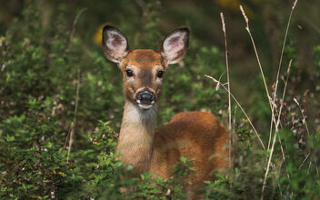 Hello, Deer - image gratuit #493575 