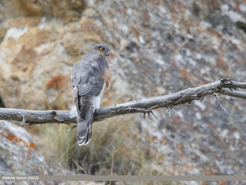 Eurasian Sparrowhawk (Accipiter nisus) - Free image #493735