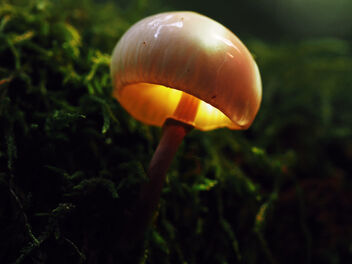 The mushroom - Kostenloses image #493815