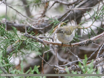Hume's Warbler (Phylloscopus humei) - Free image #493825