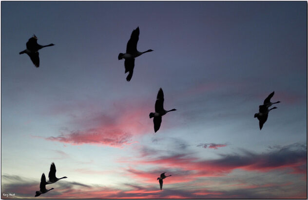 The geese flying overhead - image #494155 gratis