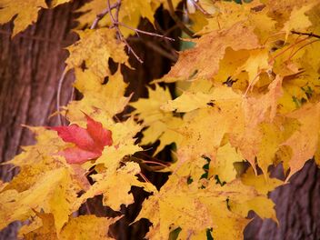 Abstract Autumn - Kostenloses image #494425