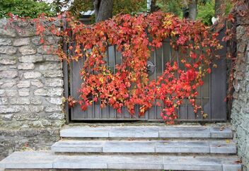Autumn Leaves - Free image #494465
