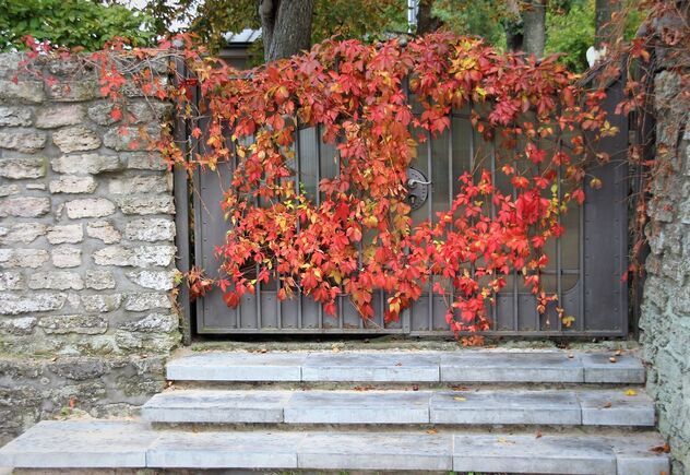 Autumn Leaves - Kostenloses image #494465