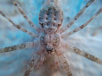 Wall Spider - image gratuit #494535 