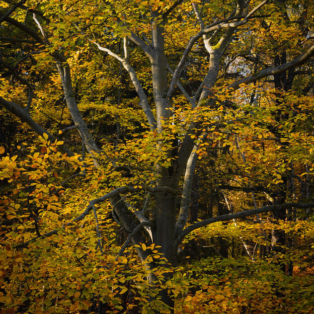 Golden beech tree - image #494615 gratis