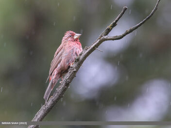 Red-Mantled Rosefinch (Carpodacus rhodochlamys) - Kostenloses image #494675