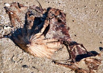 Lotus Leaf on the Beach - Kostenloses image #494945